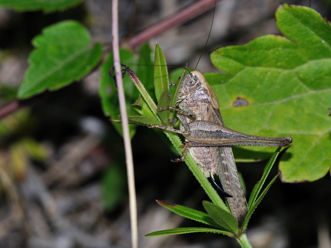 Platycleis sp.